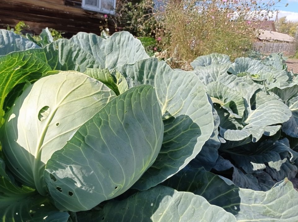 �������� ��������� ����� ������� ��� �������� � ��������