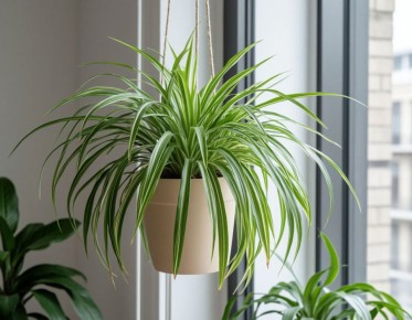 Хлорофитум: идеальное комнатное растение для вашего дома