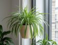 Хлорофитум: идеальное комнатное растение для вашего дома