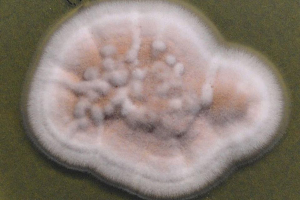 ��������� �����: ����������� ���� � �����������