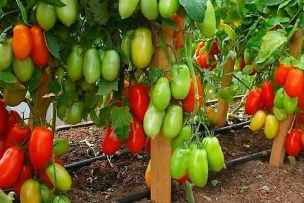 ����������� ���������: ��� ���� ���� ������� ����������� ������ ���������