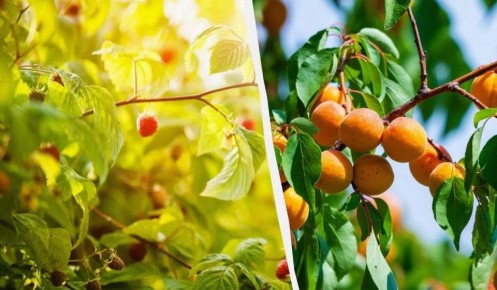 ��� ��������� ������ �������: ������ ������ ��� ����� � �����