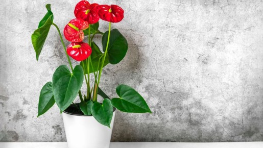 ������ ��������� �������� ��������� � �������? ��� ��� ����� ������ ��������