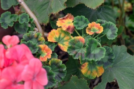 ���� �� �����������: �������� �������� � �������