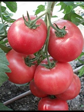 ����� ������: ������� ������, ������� �������� ������� � ������