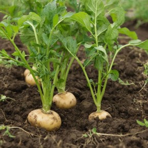 �������� ���������: ��� ������� ������������� � ������ ������ �����