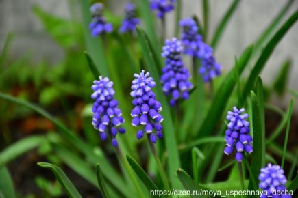 ��� �������� ������������� �������� �������: ������� ����� ������