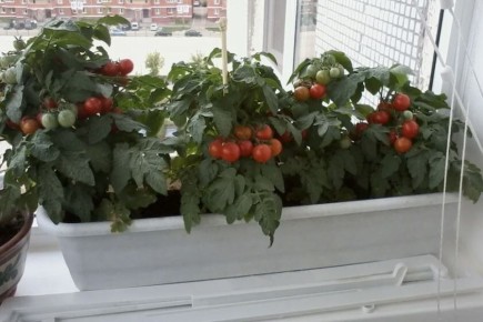 ����������� ��������� ����� �� ����������� �����: �������� �� ���