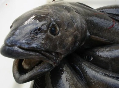 �������� ����: ���������� ��������� �� ��������� ���������