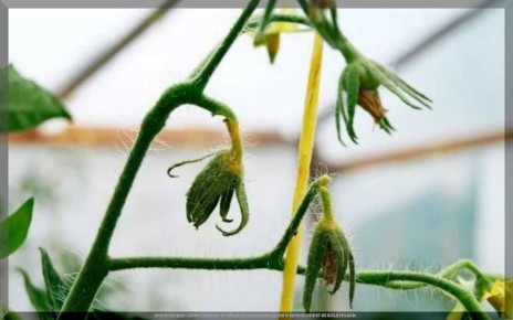 ��� ������ �� �������� �������: ������ ����� �� ������������ � ��� ��� ���������