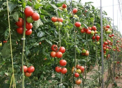 Почему ваши помидоры не хотят краснеть: главные причины и решения