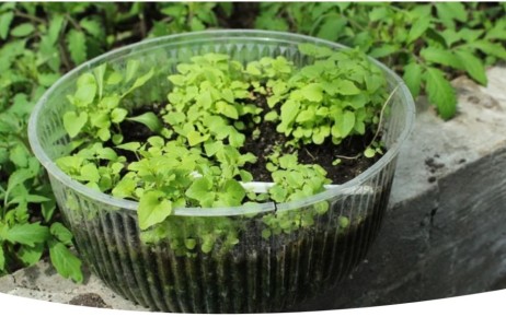 Лунный календарь для садоводов: что делать с 3 по 9 февраля