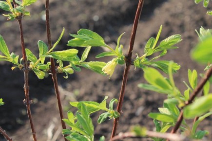 ���������: ������������� ����� � �� ������ �� ����������