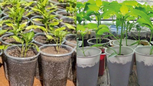 Как простой раствор деревенского агронома восстанавливает рассаду и экономит средства
