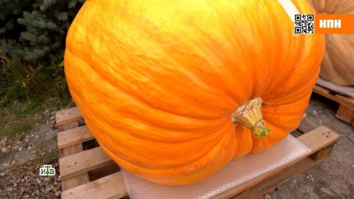 Осенний суперфуд в тарелке: чем полезна тыква