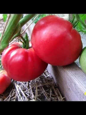 ����� ����� ������ ������� �����: ������� ����� � ������� ������ ��� ��������� ������