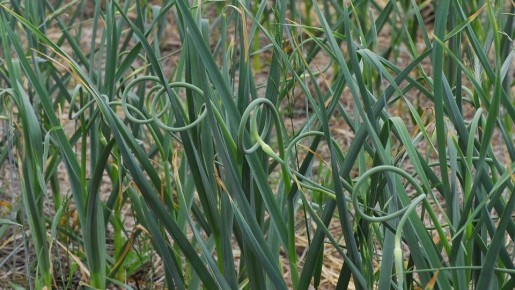 Зимний чеснок и его соседи по грядке: простые компаньоны для силы и аромата