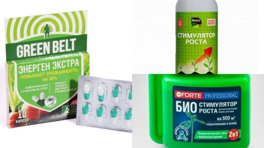 ������ ����, ������� ������: ��� �������� ������� ����� ������ ������������ ����� ��� ������� �������