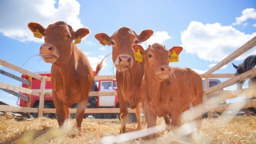 В Ивановской области выросло производство животноводческой продукции