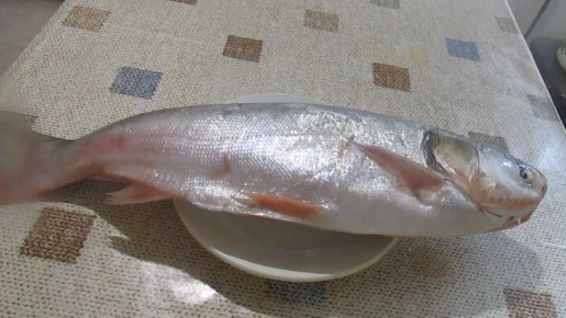 Как мариновать толстолобика так, чтобы мясо оставалось сочным