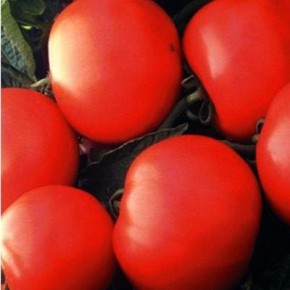 ����� �����: ������ ������ � ���������� ������� ��� ����� �������