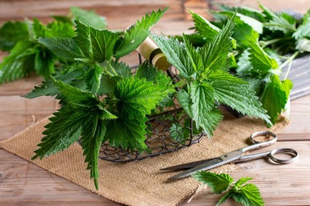 Крапива как скрытый источник здоровья: спокойный взгляд на привычный сорняк