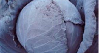 Почему краснокочанная капуста может стать вашим любимым овощем