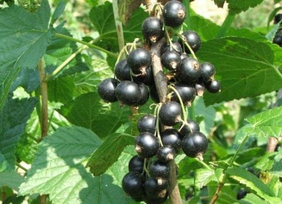 ��� ������� ��������� ���� � �����������