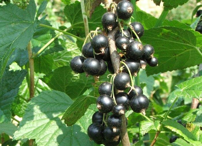 Как вернуть смородине силу и урожайность