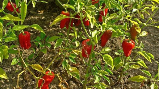 Как защитить рассаду перца от скручивания листьев