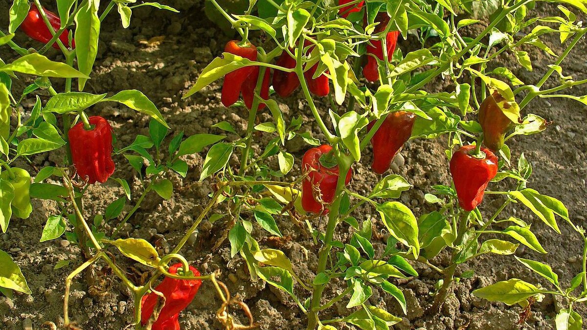 Как защитить рассаду перца от скручивания листьев