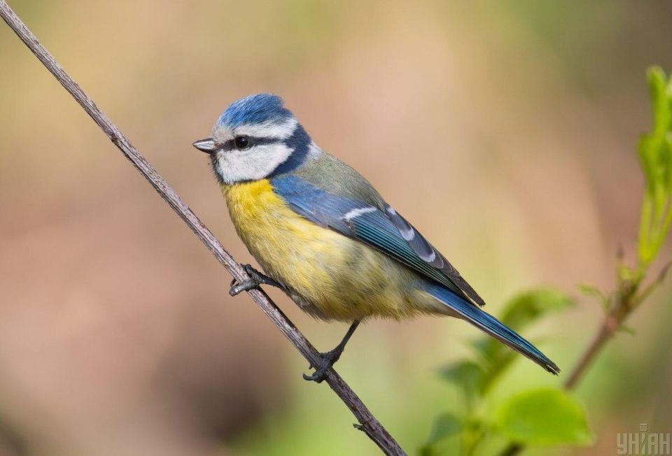 ������ �� ����� ����? ������������ ����� �� ����������� ������