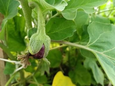 Прищипка корня: когда это полезно, а когда опасно для растений