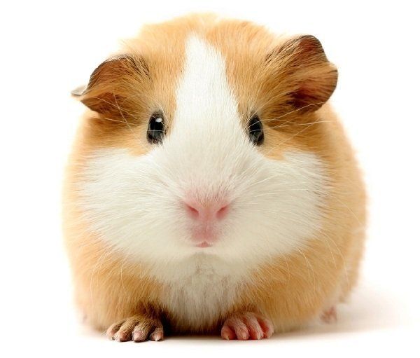 ��� ������� ����� ������� ������� � �������� ��� �������?