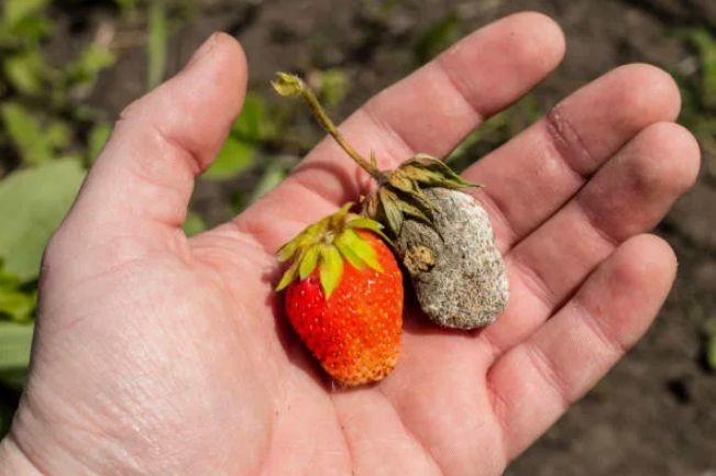 ��� ������ �������� �� �����: ������ ������ ��� ���������