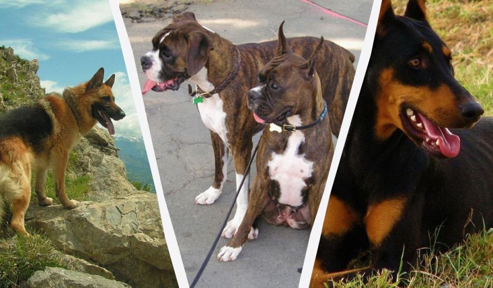 Топ-15 самых больших пород собак, которые станут вашими верными друзьями