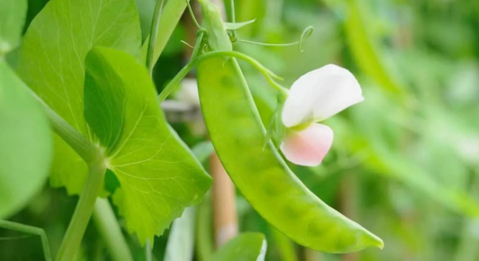 Секреты успешного урожая: что сажать в июле