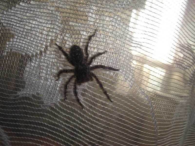 Осень на подоконнике: как избавиться от насекомых с помощью натуральных средств