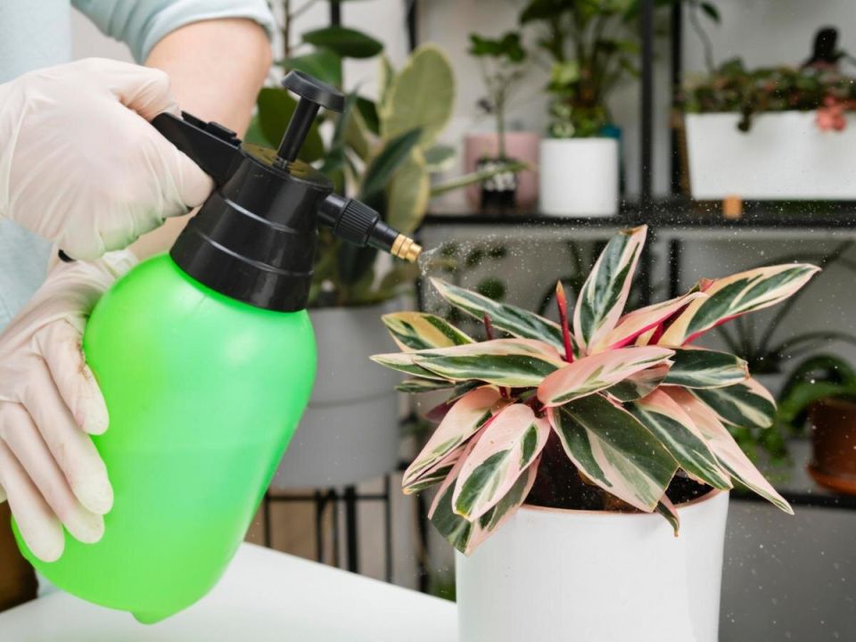 Как правильно ухаживать за растениями зимой: советы по опрыскиванию