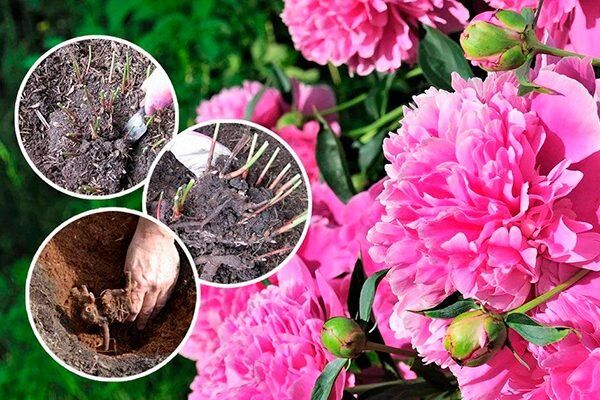 Как правильно пересадить пионы: секреты успешной адаптации