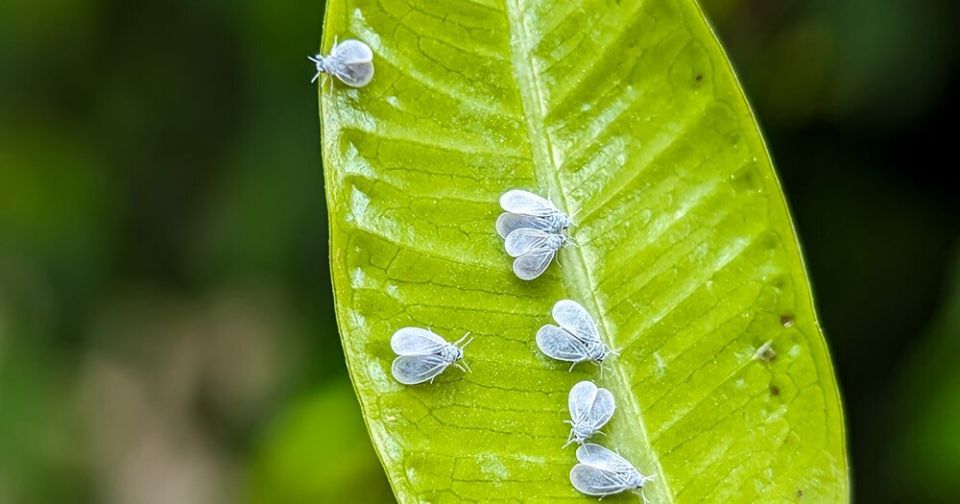 ��� �������� ����������: �������� ������ � ���������� ��������� ��������