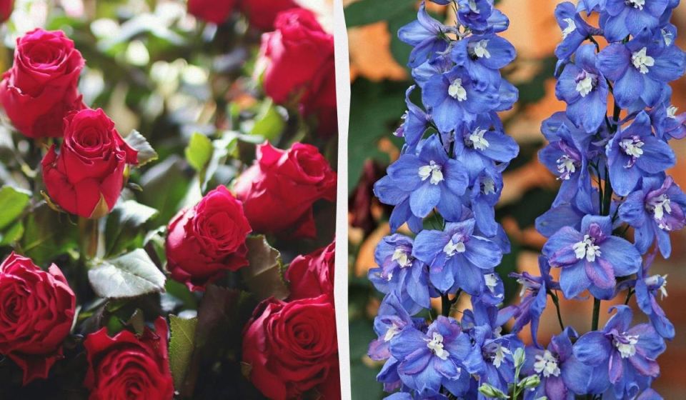 ��������� � ��������� ������: ����� �������� ������� ���� ������