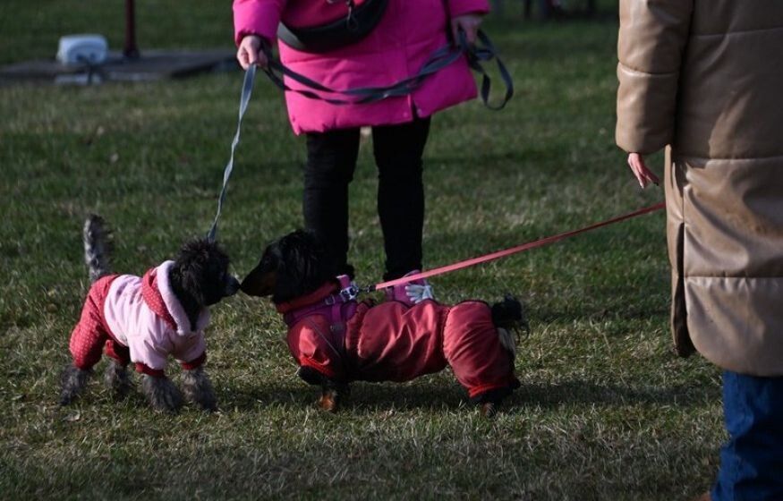 ������������� ������ ���������� ������������ � ����������� �������� � �������� ����������