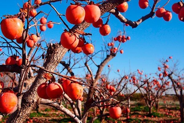 ����� ����� ������: ������� ����� � ���������� ������������