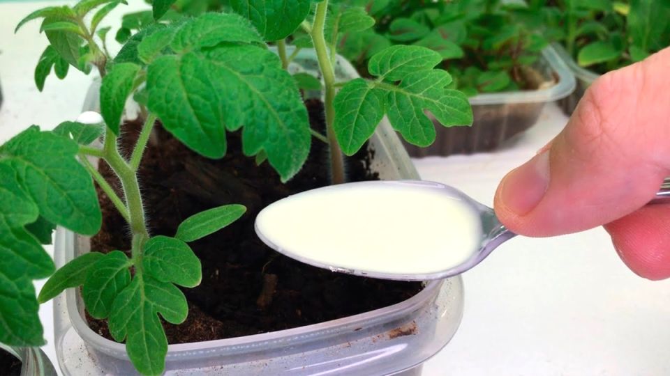 ��� ������ ����� ����������� ���� �������: ������� ��������� �����