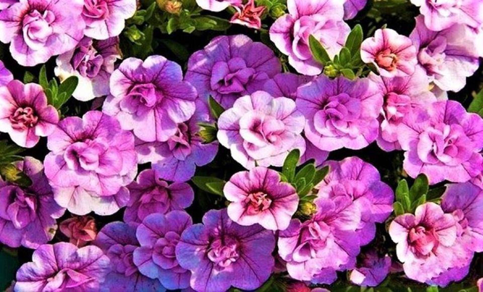 ����������: ����� ����� ��������� ���������