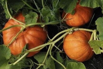 ��� ��������� �����: ������� ��������� ������