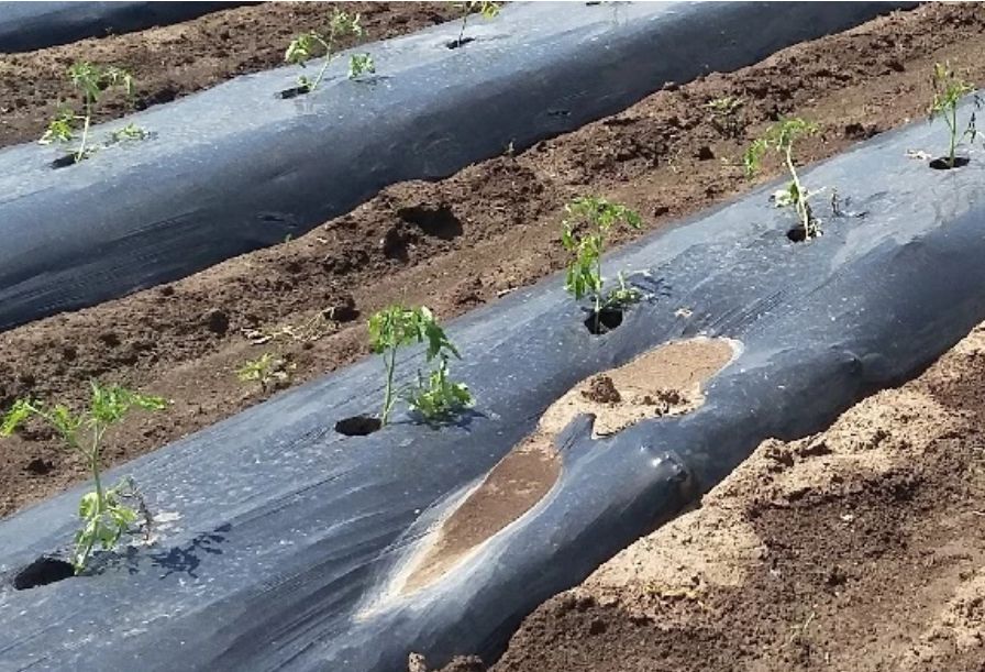 Необычные способы применения черного спанбонда на даче