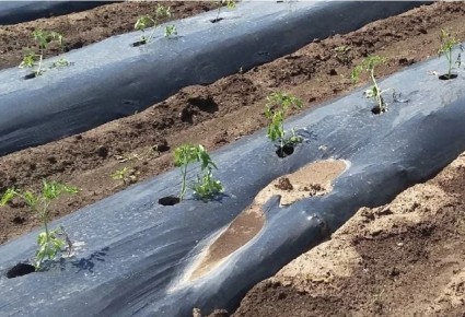 ��������� ������� ���������� ������� ��������� �� ����