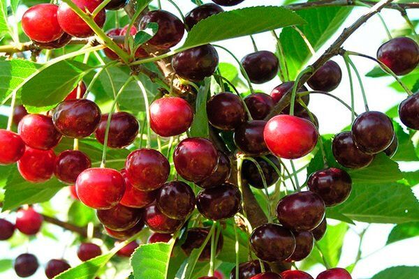 Почему вишня Гирлянда покоряет сердца садоводов